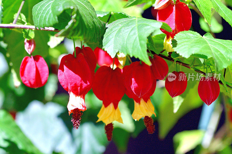 蒂罗尔灯/abutilon megapotamicum